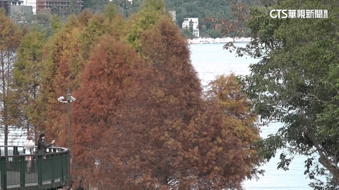 【台語新聞】日月潭落羽松轉紅　遊客搶打卡：漸層色如肉鬆