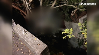 疑路燈昏暗護欄太低　女自撞拋飛掛樹身亡
