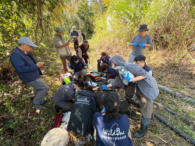台灣黑熊闖部落偷吃雞「趕不走」　林保署捕捉送動物園安置「不再野放」 | 華視新聞