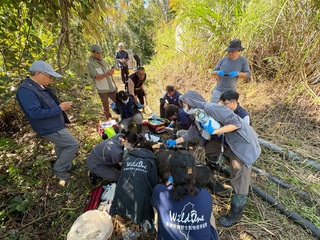 台灣黑熊闖部落偷吃雞「趕不走」　林保署捕捉送動物園安置「不再野放」