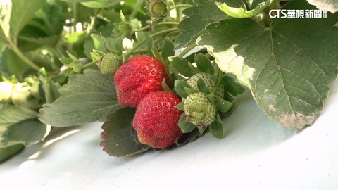 【台語新聞】青農投入在地產業　歸仁首屆草莓季將開張