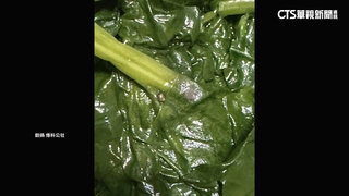1盤200元炒菠菜驚見蝸牛　業者致歉：會加強訓練