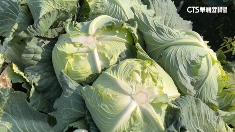 高麗菜價崩　跌破10元　彰化青農「產地直送」自救