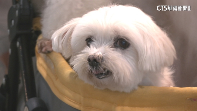 政院拍板《動保法》修正　棄養最重罰百萬、虐待致死加重其刑 | 華視新聞