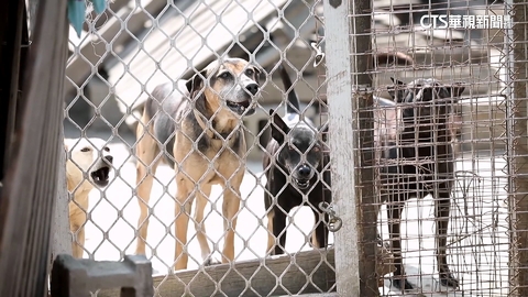政院修法草案拍板！　棄養寵物最重罰百萬　虐待最重關5年