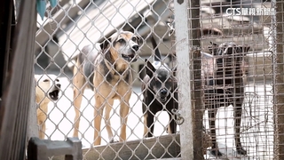 政院修法草案拍板！　棄養寵物最重罰百萬　虐待最重關5年
