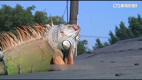 台南「最大尾」落網！　巨無霸黃金綠鬣蜥躲一年　遭擊落