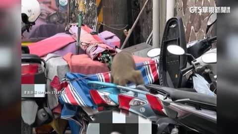 賊是牠！　獼猴掀開機車坐墊翻箱倒櫃揚長而去