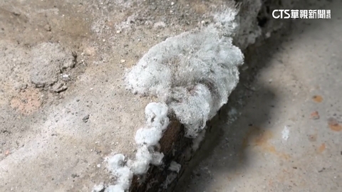 鹿港老厝長白晶「疑似地上霜」？　前農業課長：白華