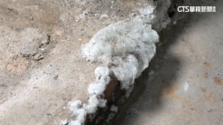 鹿港老厝長白晶「疑似地上霜」？　前農業課長：白華