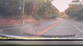 八卦山水鹿亂撞「6天內2起」　維修費2萬.駕駛求償無門