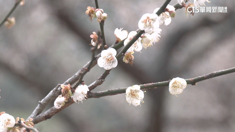 【台語新聞】賞梅趁現在！　九份二山梅花開8成「花期估至月底」