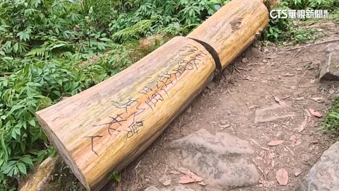 【台語新聞】疑不滿敬老票漲10元　溪頭樹木被塗鴉釘字牌