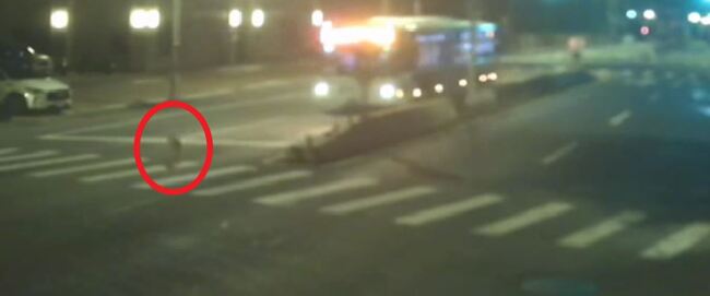 三峽深夜公車輾斃遊蕩犬！　司機逃逸移送法辦 | 華視新聞