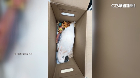 飼主控寄養「價值11萬鸚鵡」嗆奶亡　業者：已進入法律程序