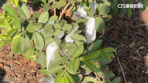 芭樂、土雞行情看漲引賊覬覦　農民深夜「持探照燈巡邏」