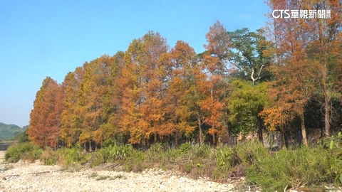 【台語新聞】冬季限定！落羽松轉紅　逾200米步道成打卡景點