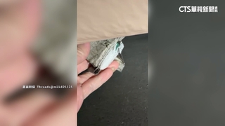 車底驚見「定位器」　中信啦啦隊女孩PO文：嚇到睡不好