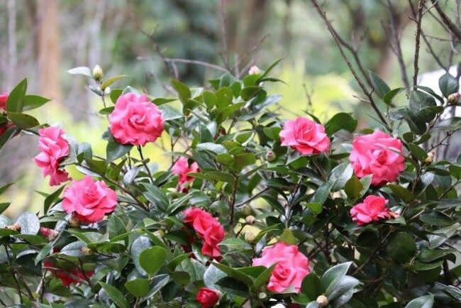 茶花開了！2026台北茶花展今登場　假日憑發票就送「茶花苗」 | 華視新聞