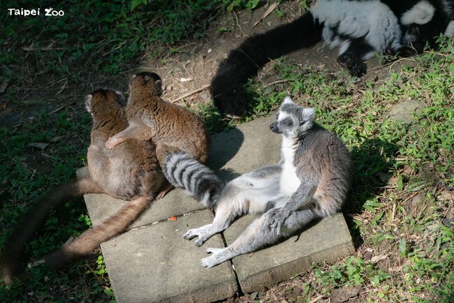 日夜溫差變化劇烈　狐猴享受冬日幸福日光浴 | 華視新聞