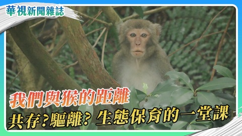 獼猴亂象頻繁 我們與猴的距離 共存？驅離？生態保育的一堂課｜華視新聞雜誌