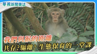 獼猴亂象頻繁 我們與猴的距離 共存？驅離？生態保育的一堂課｜華視新聞雜誌