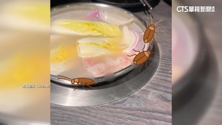 吃火鍋驚見蟑螂鍋邊爬　業者致歉：全面加強清消
