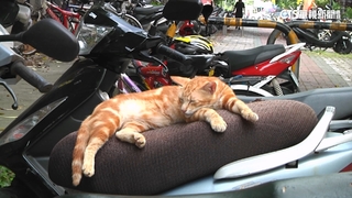 節育+餵肉泥致腎衰竭　猴硐貓村「剩不到30隻貓」