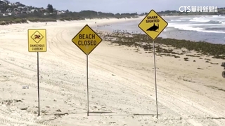 疑豪雨助出沒！雪梨鯊魚連環襲　北部海灘全數封閉