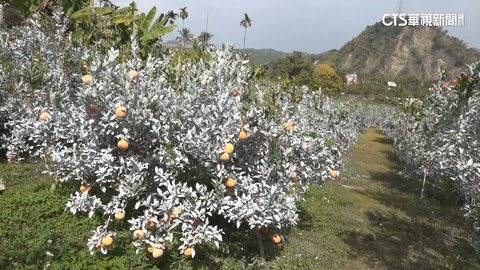 【台語新聞】好吃到猴子想偷採！　茂谷柑採收期　果園現雪白奇景