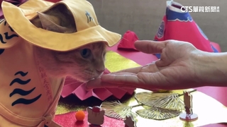 威風虎帽最新造型曝！　高捷人氣王「蜜柑站長」虎袍加身