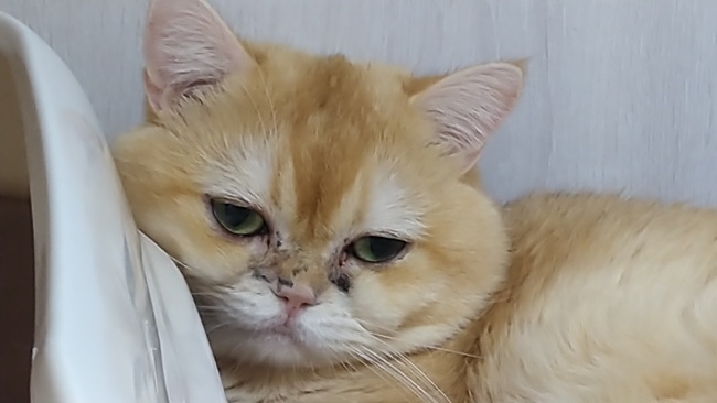 新年「買寵物」旺季！消費糾紛頻傳　新北動保處籲三思：勿衝動消費 | 華視新聞