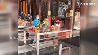 猴群大鬧受天宮搶供桌食物　姿勢神還原警示牌