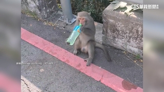 壽山動物園路上被洗劫！　獼猴搶車籃飲料熟練暢飲