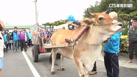 【台語新聞】獲媽祖「5聖筊」 國際海牛文化節6/7在芳苑登場