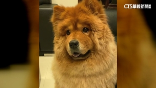 愛犬開刀後離世！主人控疏失　醫：已第一時間處理