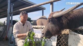 全國首座「老牛安養中心」　林家良盼寫全台水牛歷史