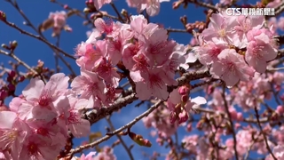 武陵農場花海爭艷！「河津櫻」提前報到　各色梅花大綻放