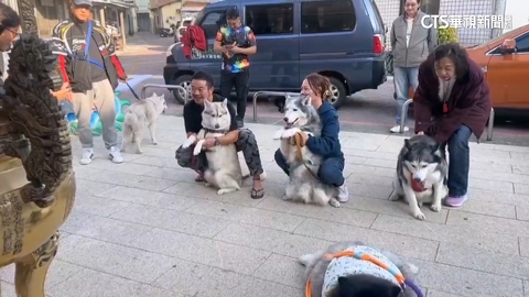 【台語新聞】哈士奇飼主揪團拜廟 為毛小孩點祈福燈求健康