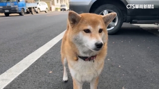 太像！　2飼主同天走失心愛柴犬　老翁「接錯毛孩」回家