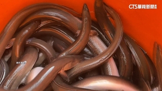 鰻苗價「雪崩式」狂跌至每尾5元　漁民嘆：年終沒了...