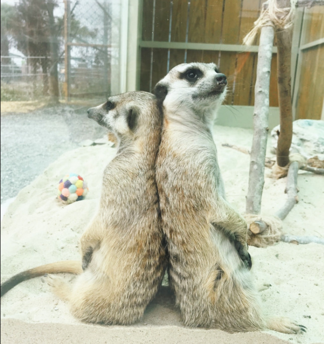 宜蘭農場遭同業「空拍機投毒」釀動物死亡　園方發聲明：心碎且不可饒恕的悲劇 | 華視新聞