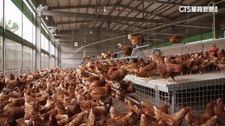 台中豐康牧場千雞異常死亡　禽流感驗出陽性　市府急撲殺