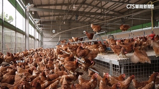 豐康牧場雞隻大量暴斃.禽流感呈陽性　盧秀燕：全面撲殺