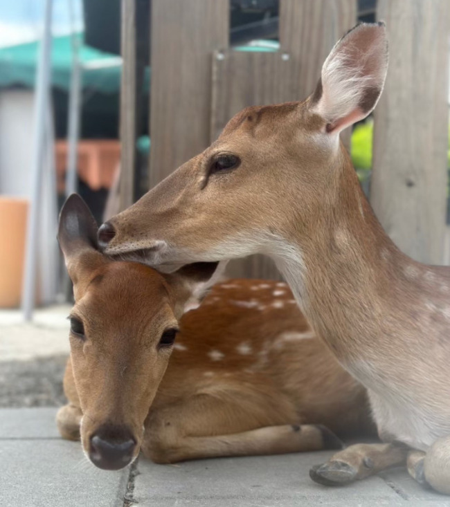 遭影射與「空拍機投毒同業」有關？　張美阿嬤農場發聲明駁斥 | 華視新聞