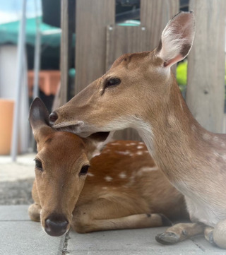 遭影射與「空拍機投毒同業」有關？　張美阿嬤農場發聲明駁斥