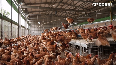 【台語新聞】豐康牧場雞隻大量暴斃.禽流感呈陽性 盧秀燕:全面撲殺