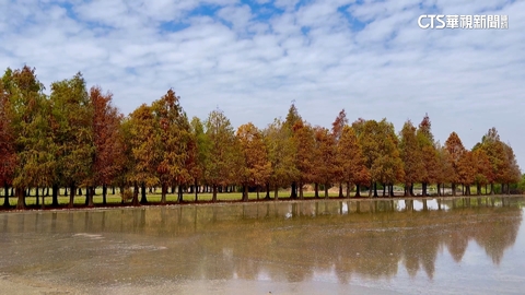 【台語新聞】「六甲落雨松季」月底登場 限定水面倒影曝光