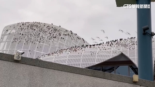 清水服務區「麻雀大爆發」齊聚屋頂　高公局：太冷避風