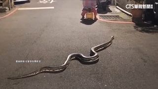 路上有巨蟒爬行！　女童淡定騎車「近距離觀察」掀議